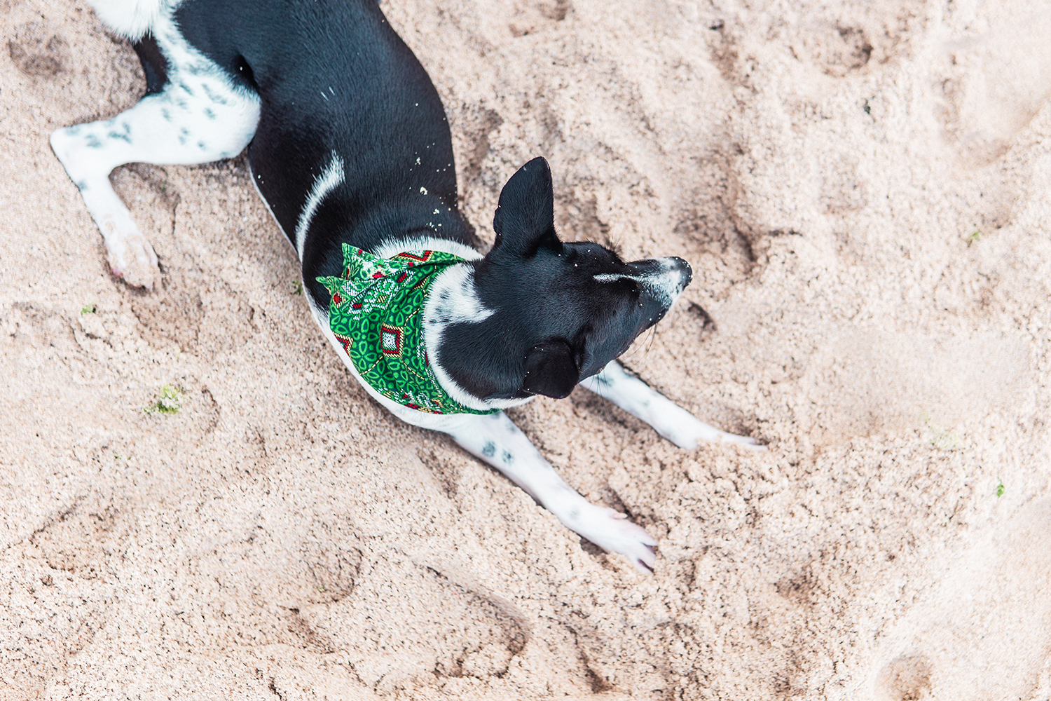 Bali_Hund v a n e s s a v o i g t